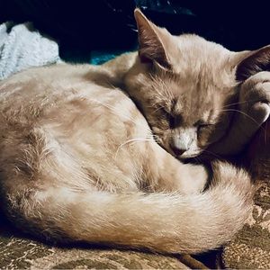 Meet your Posher, Jacqueline